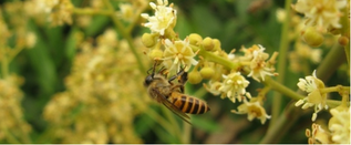 Mật ong hoa nhãn, đặc sản đồng chiêm
